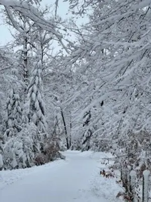 Woods winter wonderland