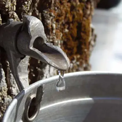 Maple syrup tap in tree