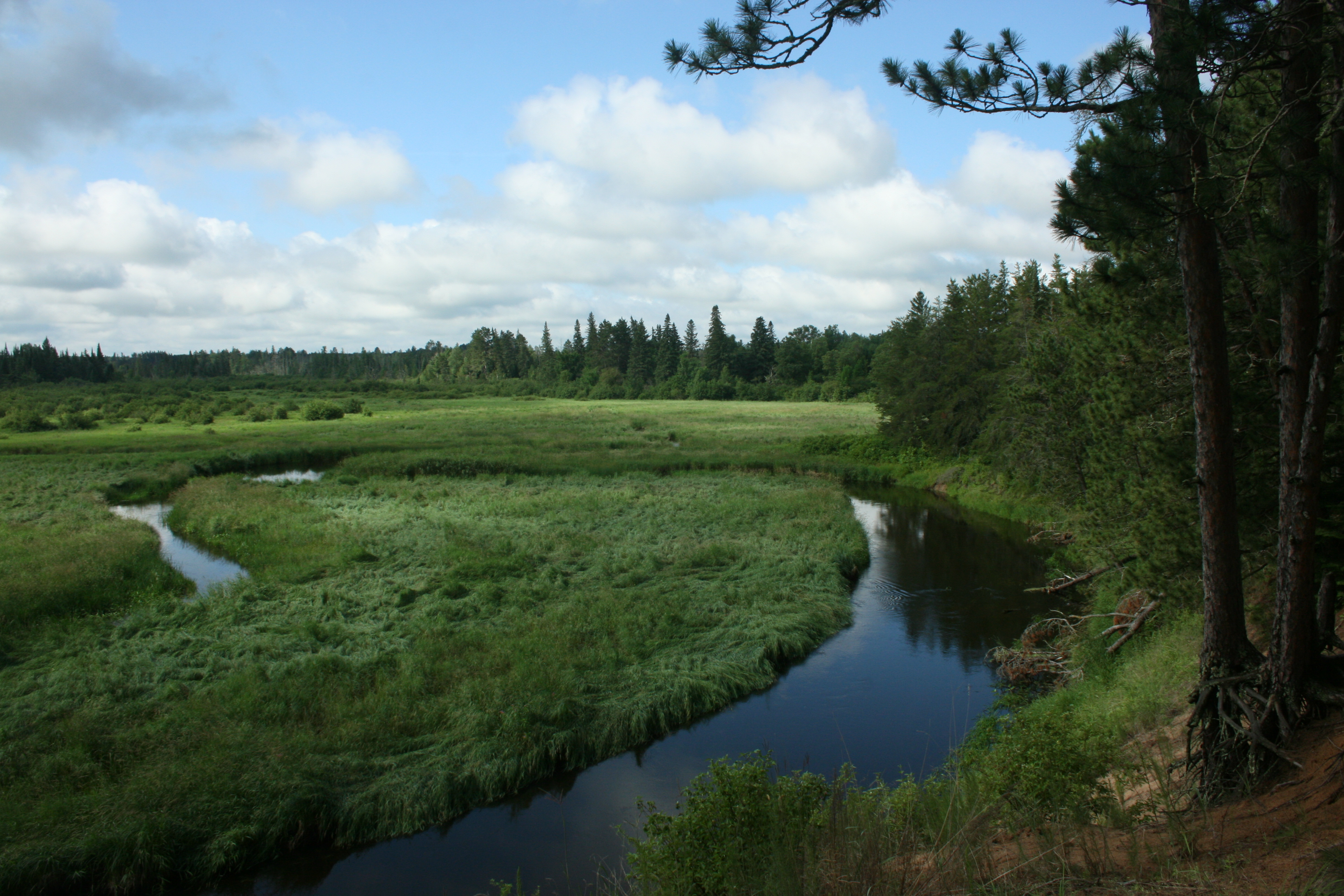 Wetlands