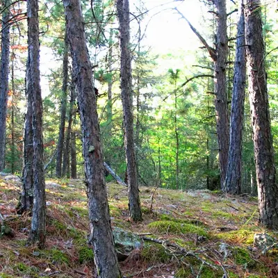 Timber forest
