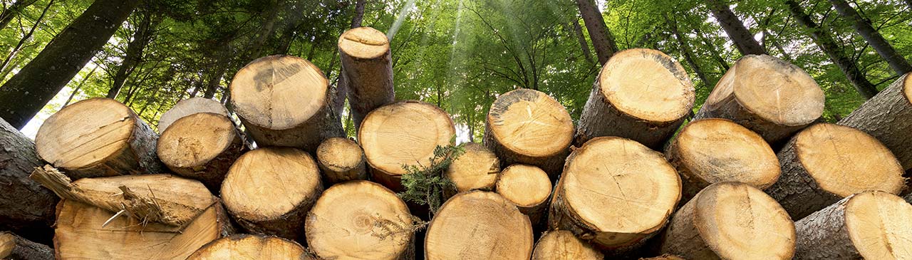 Stacked cut timber